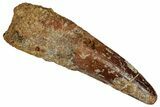 Fossil Spinosaurus Tooth - Real Dinosaur Tooth #355715-1